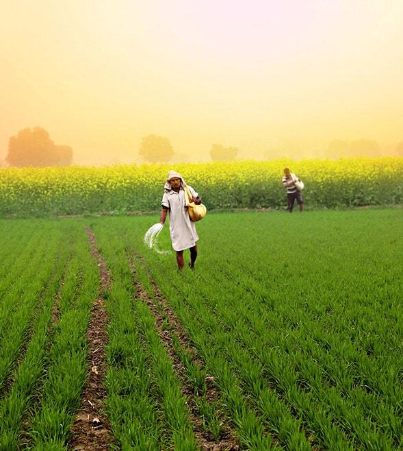 The Rice Farmers and their Rice Farms