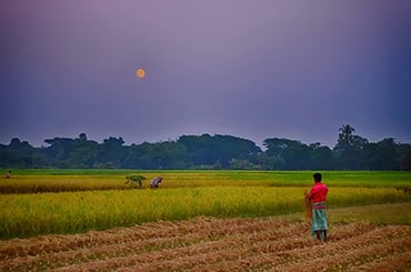 The Rice Farmers and their Rice Farms